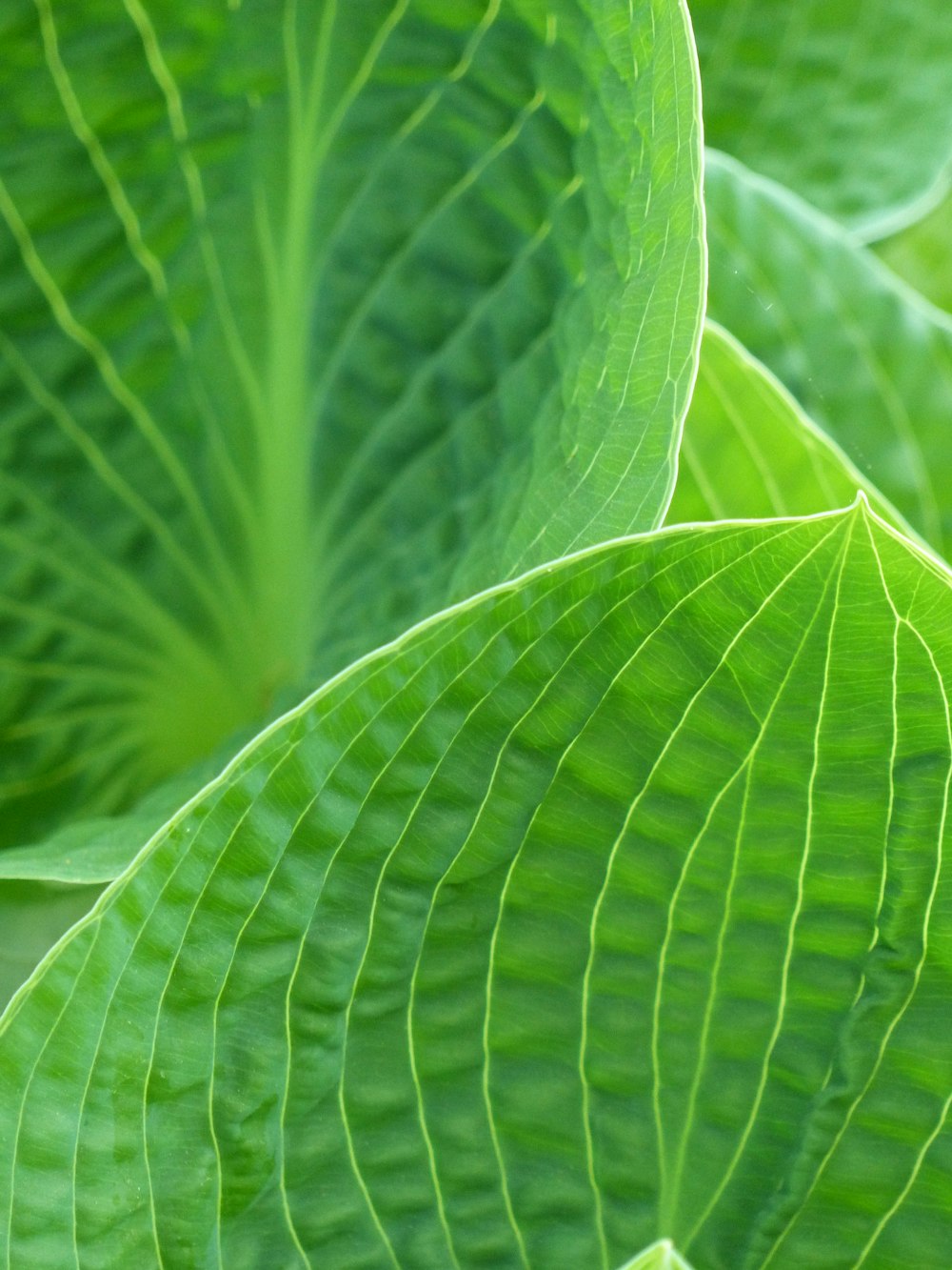 photo en gros plan de la feuille verte