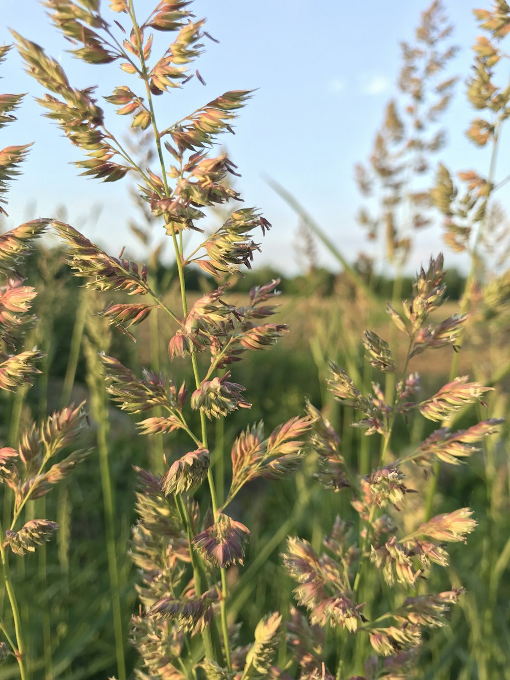 brown wheat field during daytime