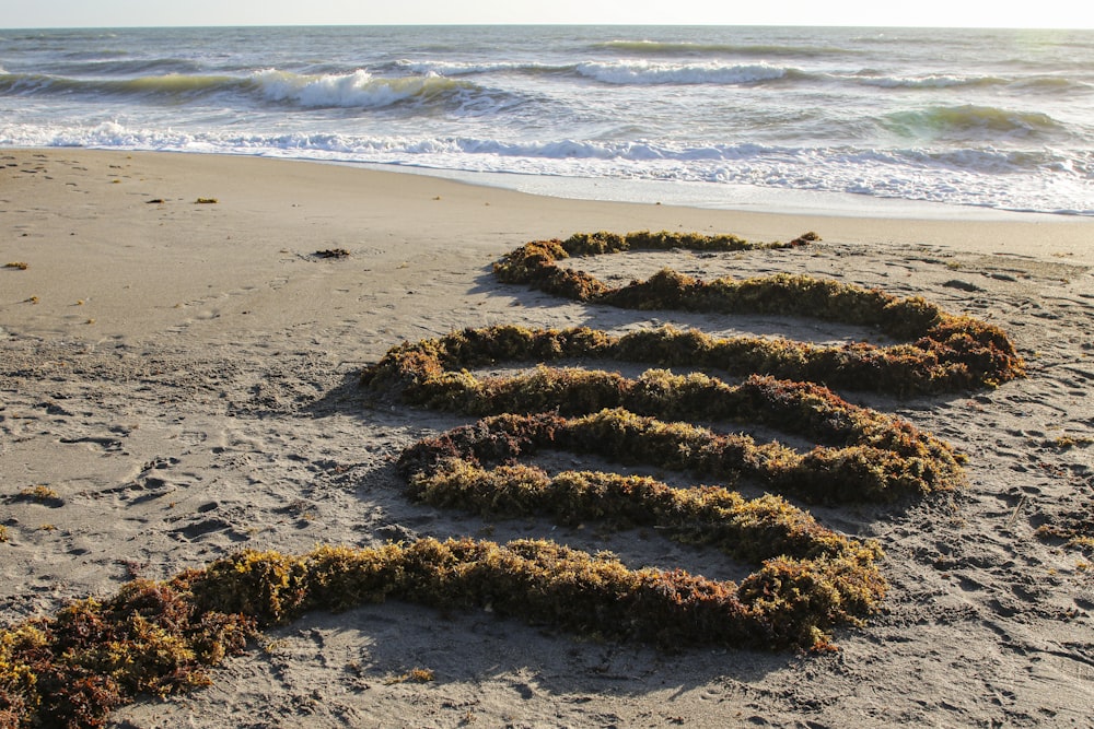 brown and black round decor on beach