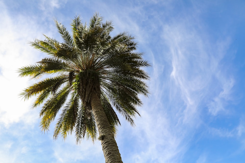 green palm tree under blue sky during daytime