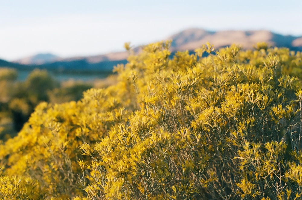 yellow flower field during daytime