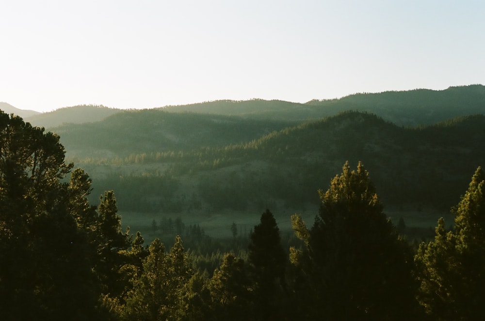 alberi verdi sulla montagna durante il giorno