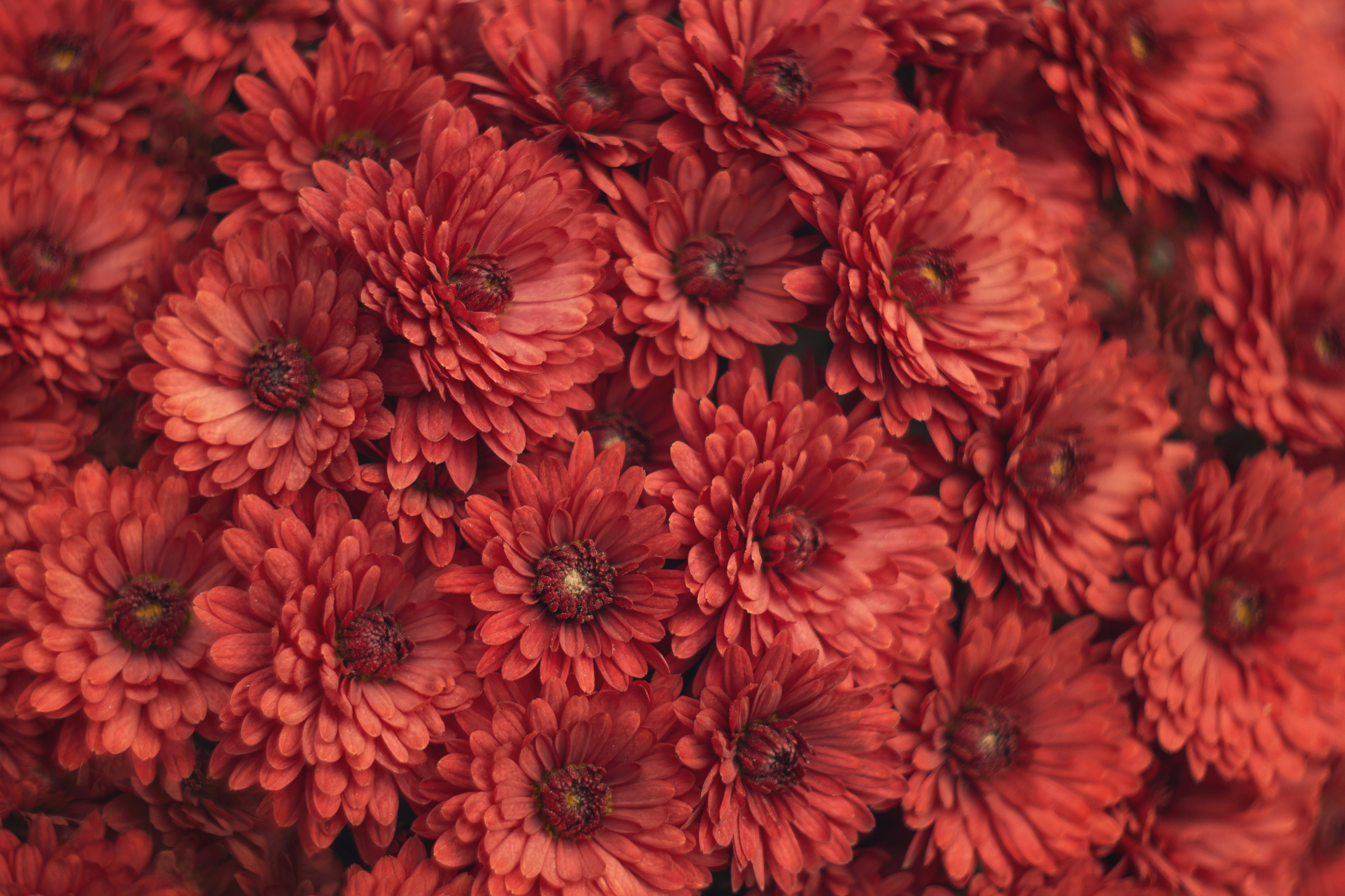 A luxurious fall floral centerpiece with coral roses and bronze mums, an example of the beautiful fall floral arrangements available for delivery in Naples, FL.