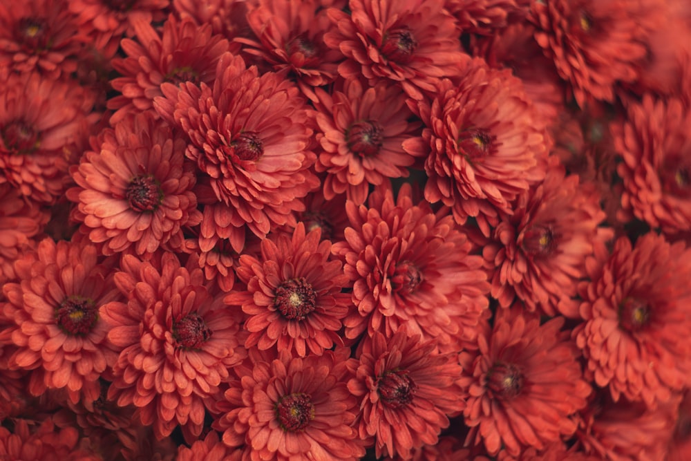 red flowers in macro lens