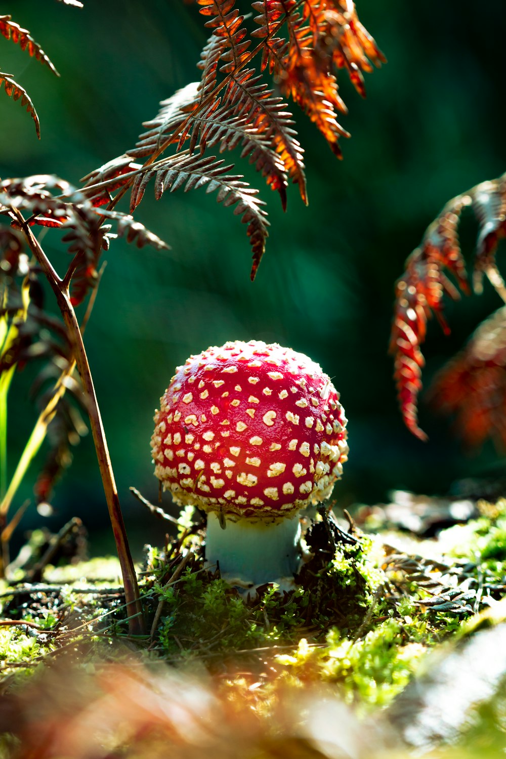 red and white mushroom in close up photography