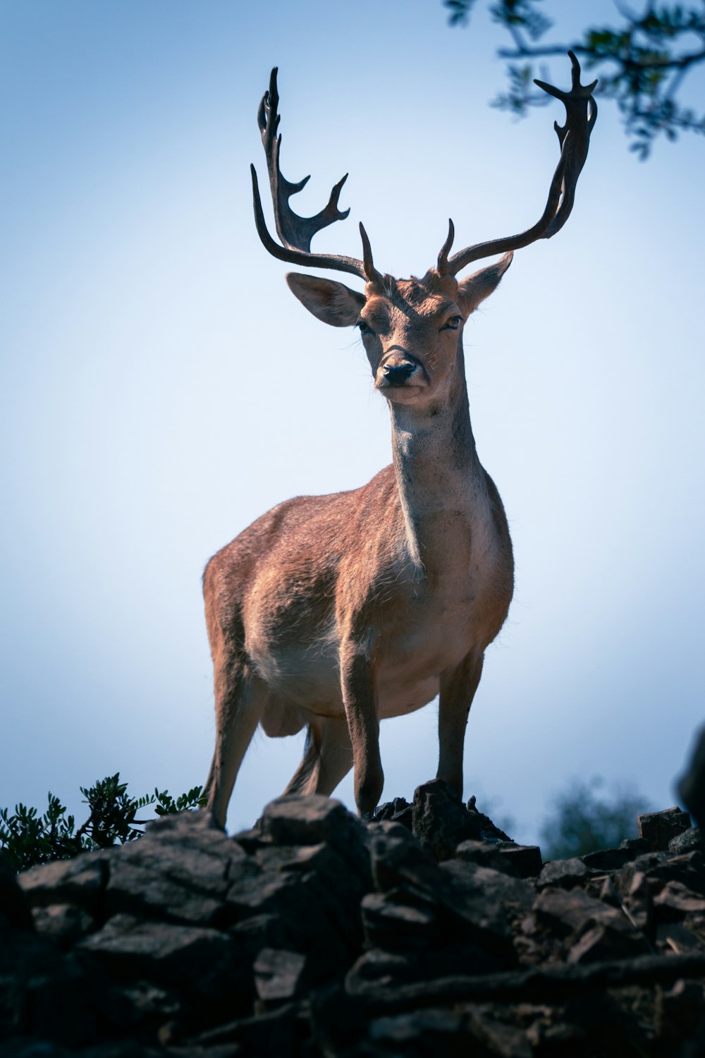 昼間の灰色の岩の上の茶色の鹿