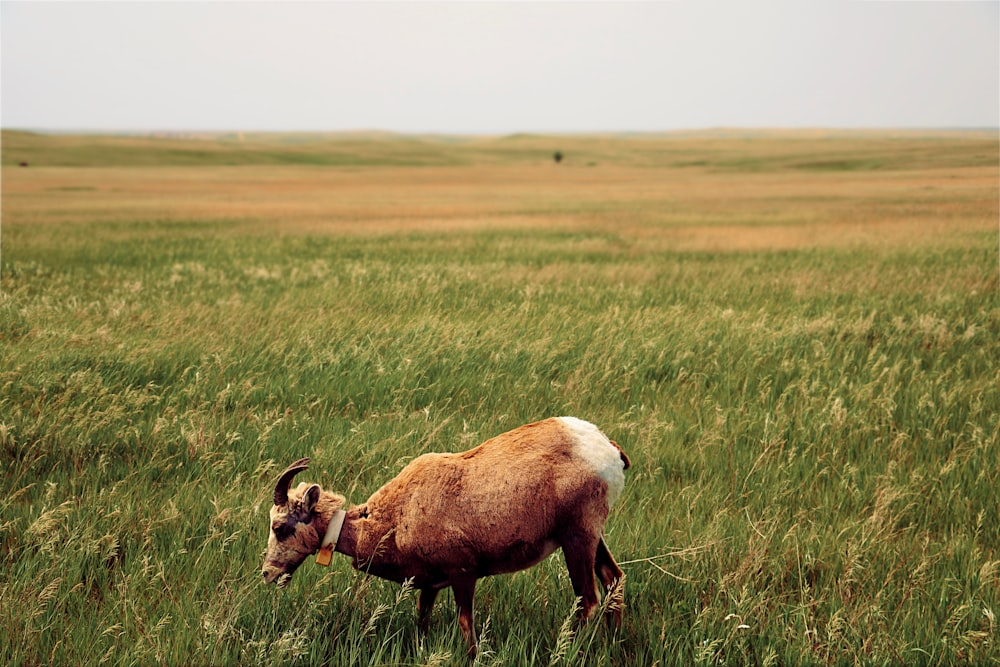 brown and white ram on green grass field during daytime