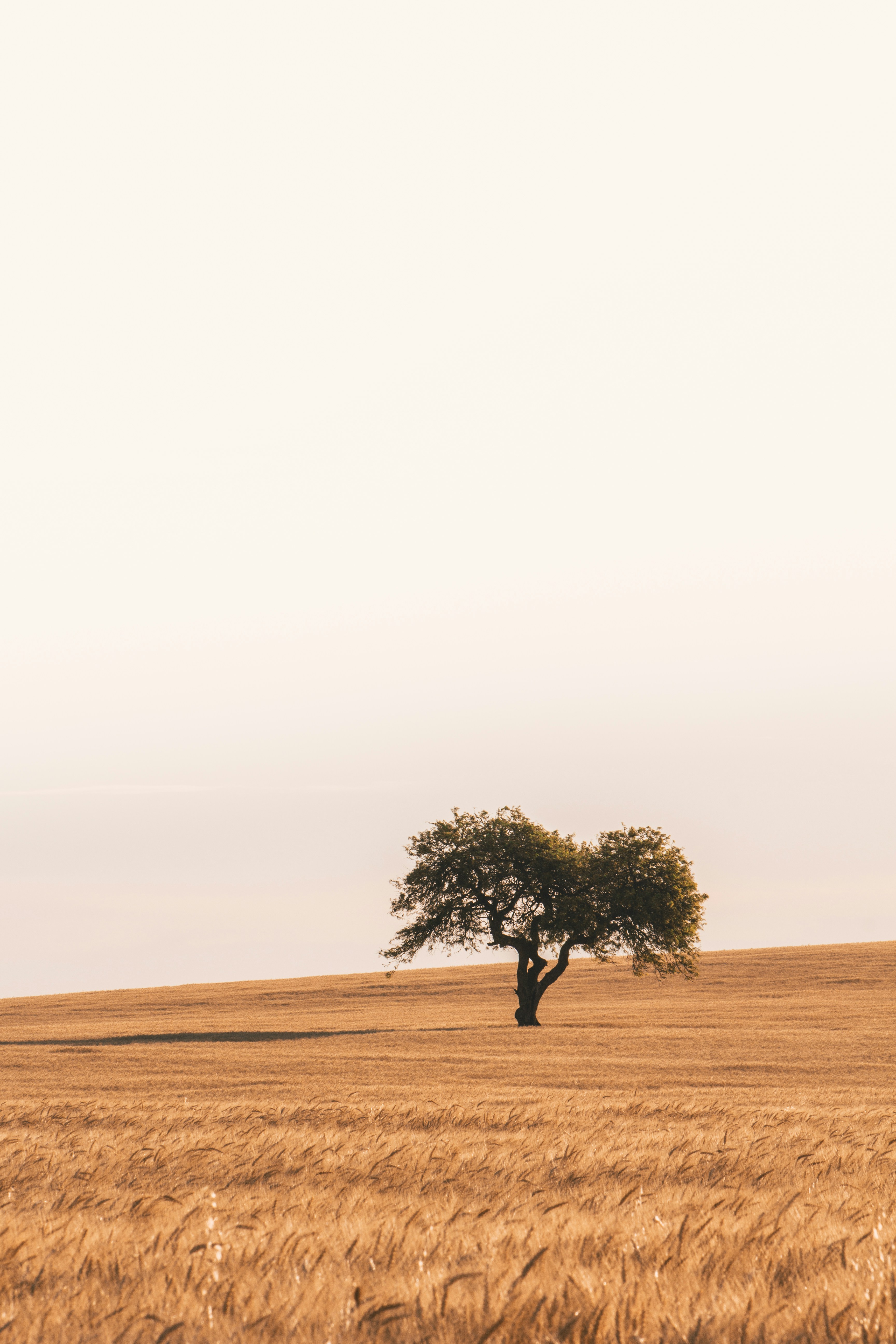 green tree in the middle of brown field