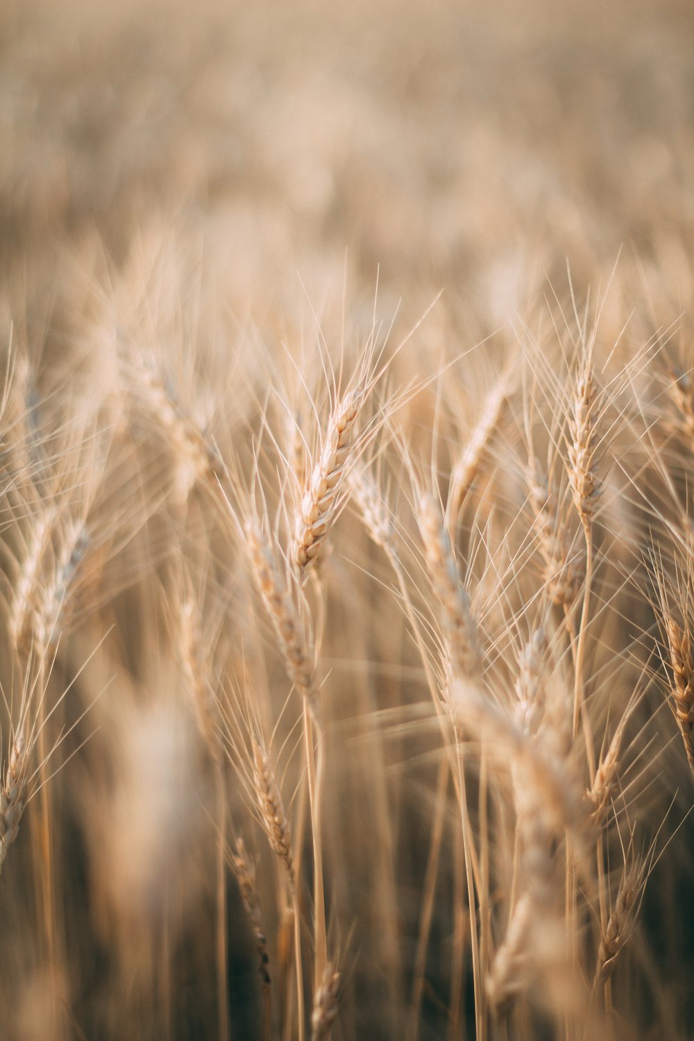 brown wheat in close up photography