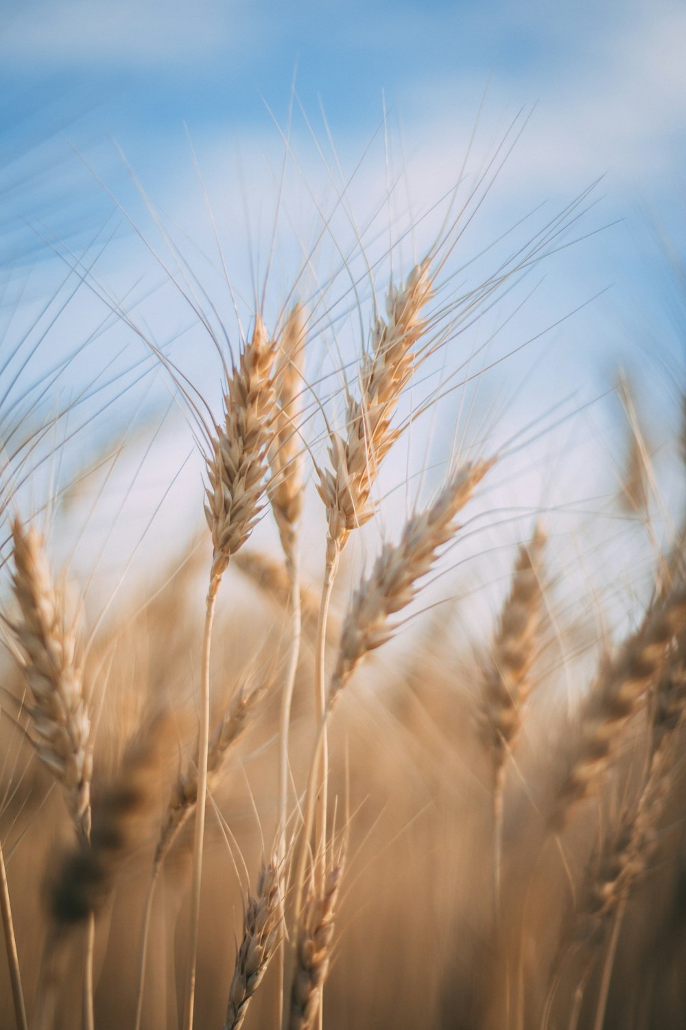 campo di grano bruno durante il giorno