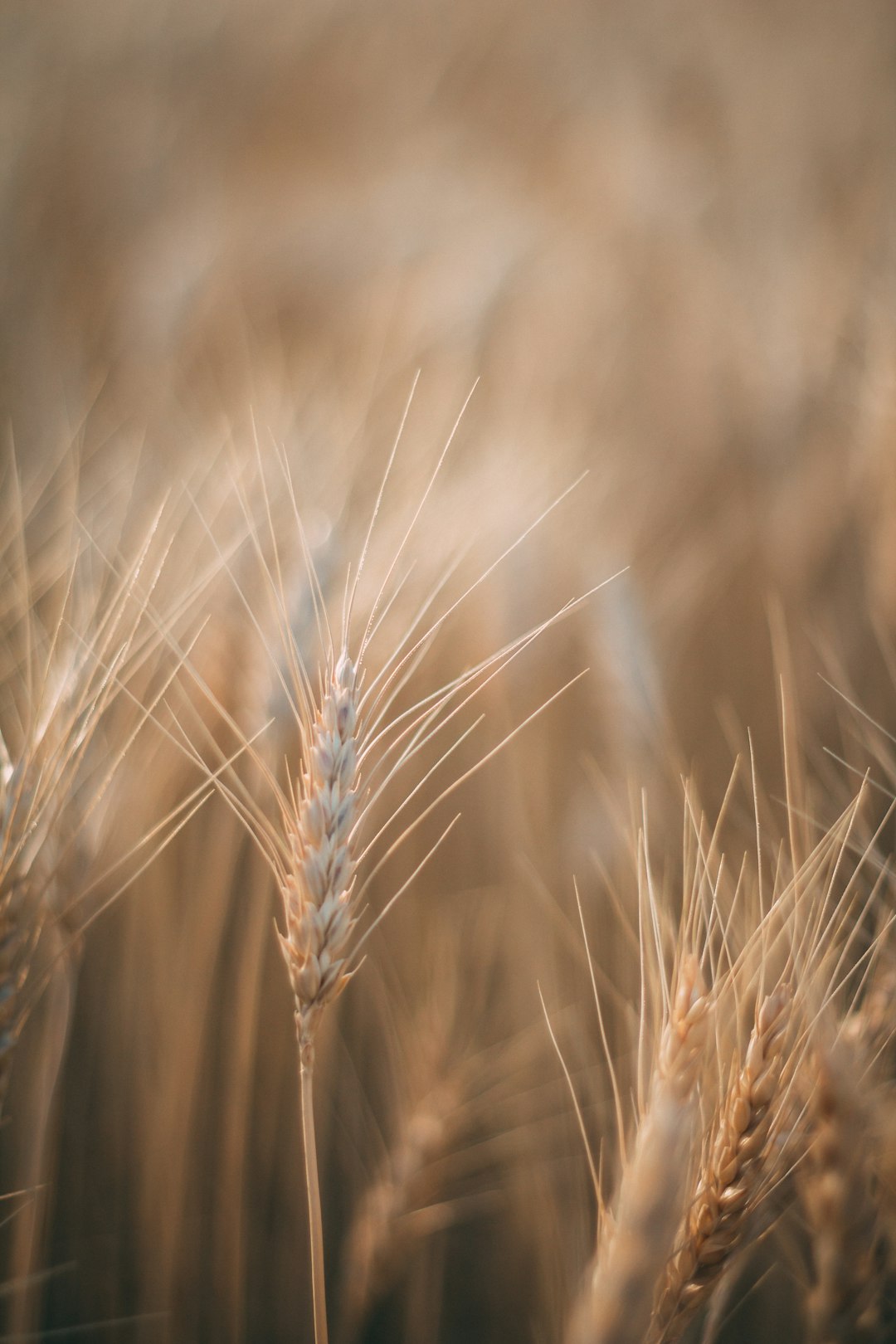 brown wheat in close up photography