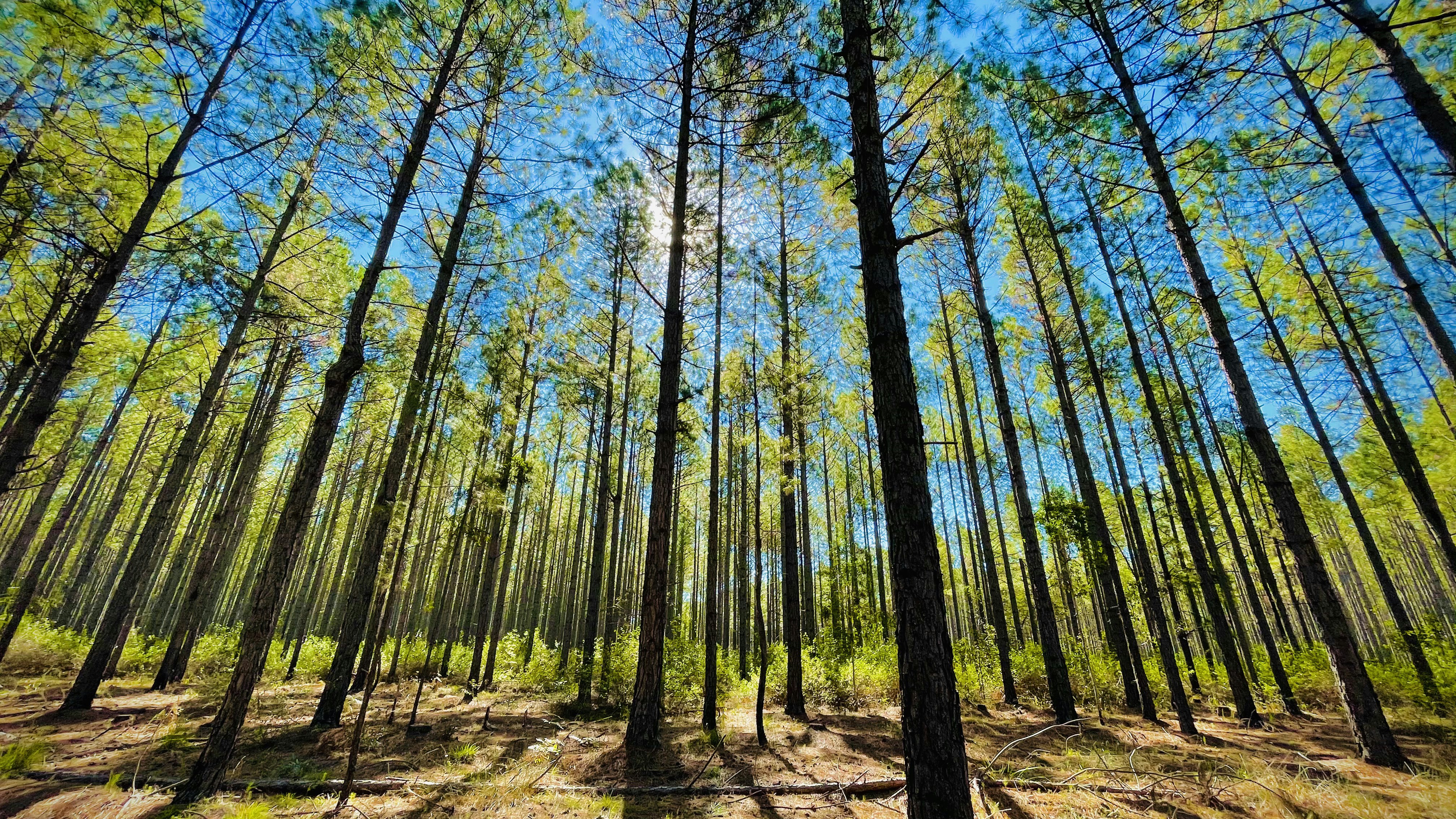 New Study Raises Questions About Trees' Role in Carbon Storage