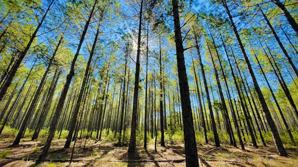 green and brown trees during daytime