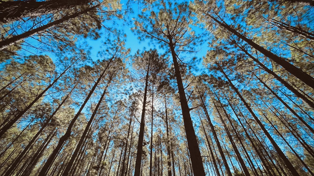 brown trees under blue sky during daytime