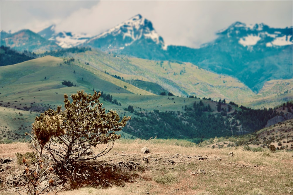 green trees on brown field near mountain during daytime