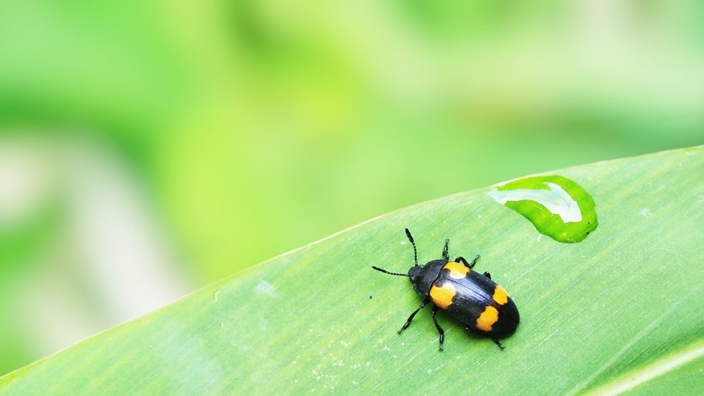 yellow and black beetle on green leaf in close up photography during daytime