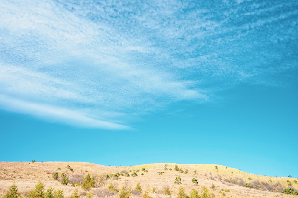 green grass field under blue sky during daytime