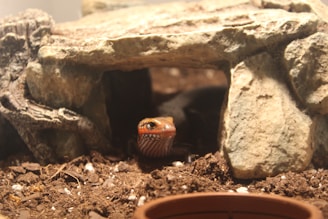 A lizard emerges from beneath a rocky structure in a terrarium. The setting includes earthy soil, small rocks, and scattered bits of white material, possibly substrate or gravel.