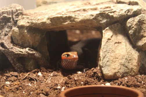 A lizard emerges from beneath a rocky structure in a terrarium. The setting includes earthy soil, small rocks, and scattered bits of white material, possibly substrate or gravel.
