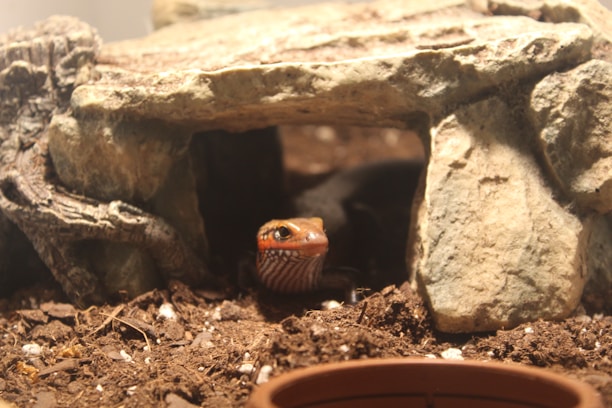 A lizard emerges from beneath a rocky structure in a terrarium. The setting includes earthy soil, small rocks, and scattered bits of white material, possibly substrate or gravel.