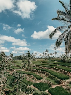 An adventurous group exploring lush green rice terraces under a bright blue sky.