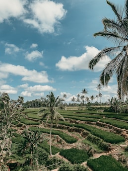 A peaceful rice terrace landscape in Bali under a clear sky.