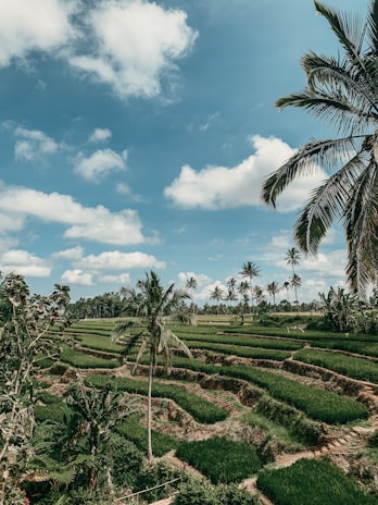 An adventurous group exploring lush green rice terraces under a bright blue sky.