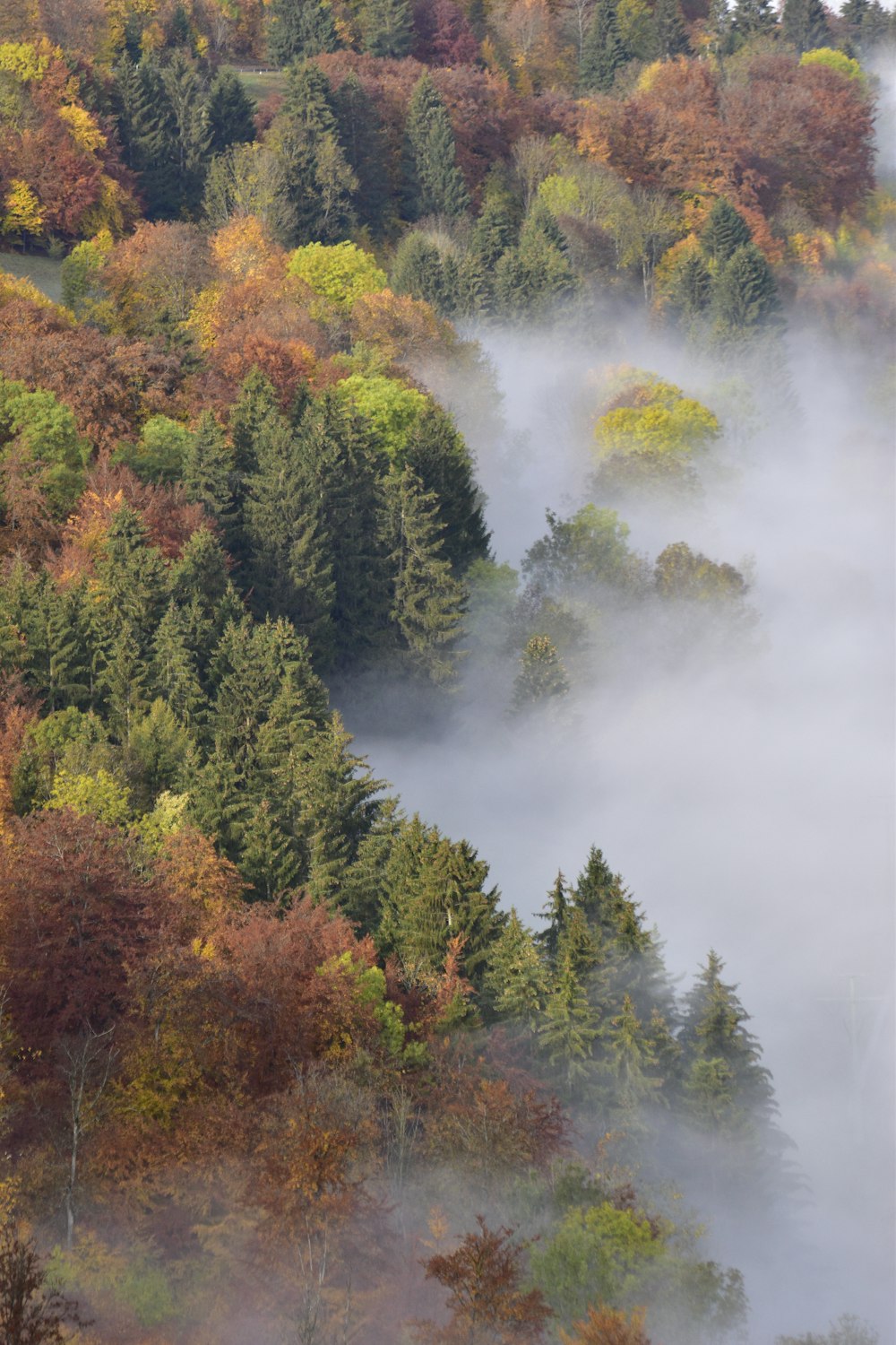 green and brown trees under white clouds during daytime