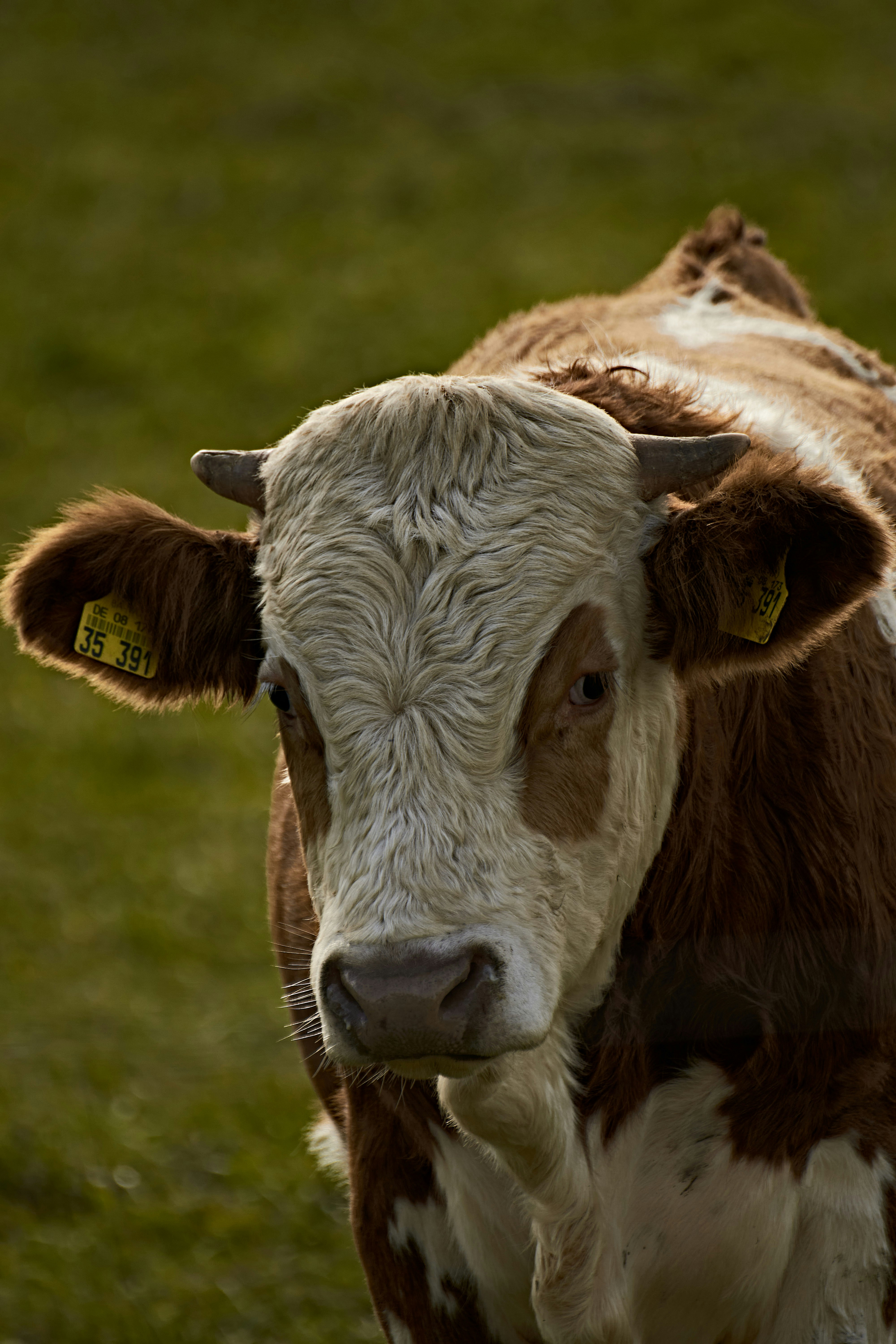 Photo by rolf_schmidbauer