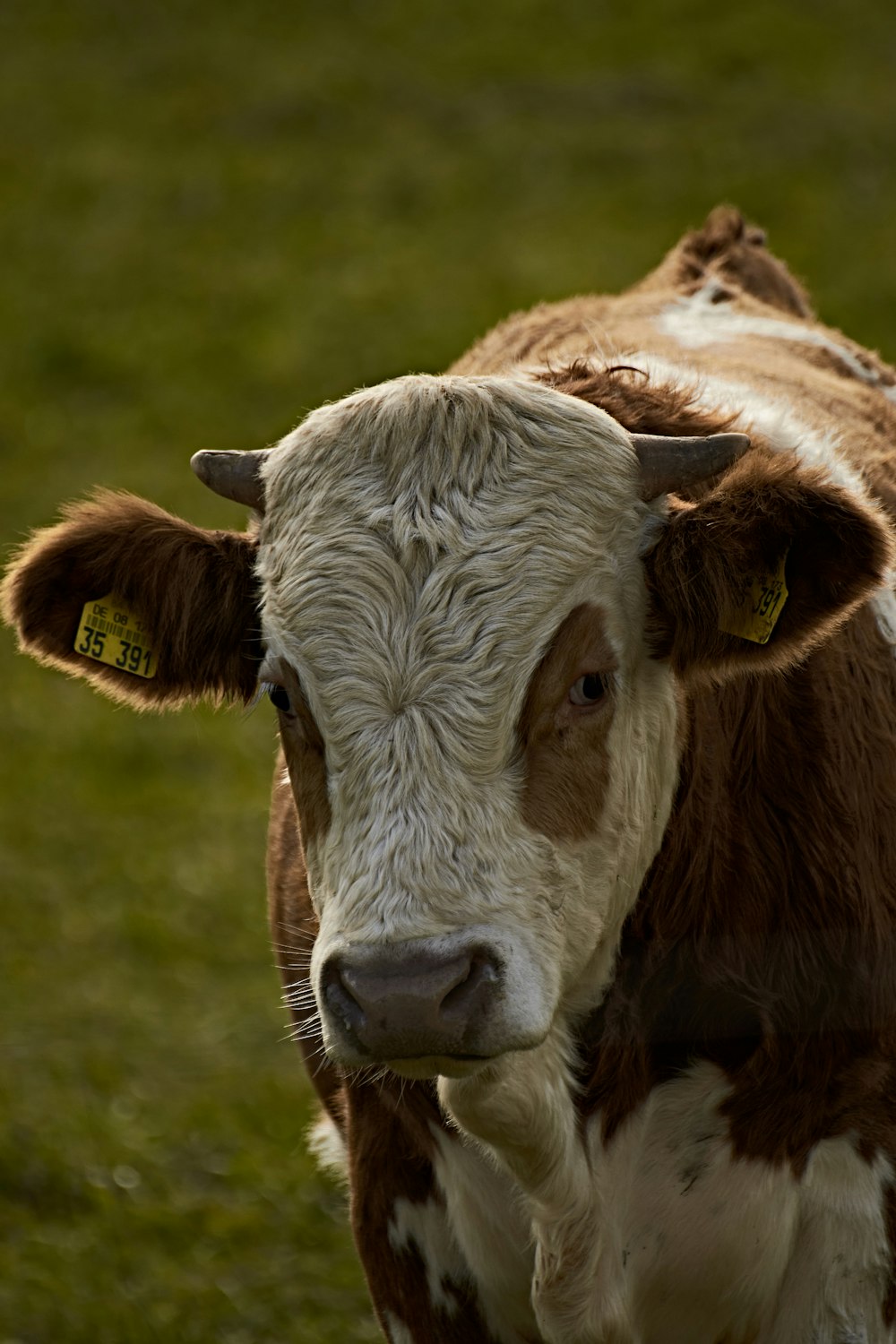 brown and white cow on green grass field during daytime