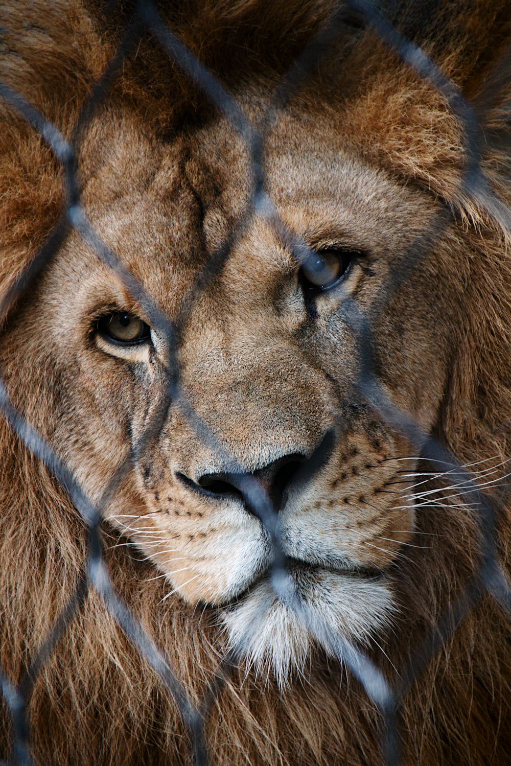 brown lion in close up photography