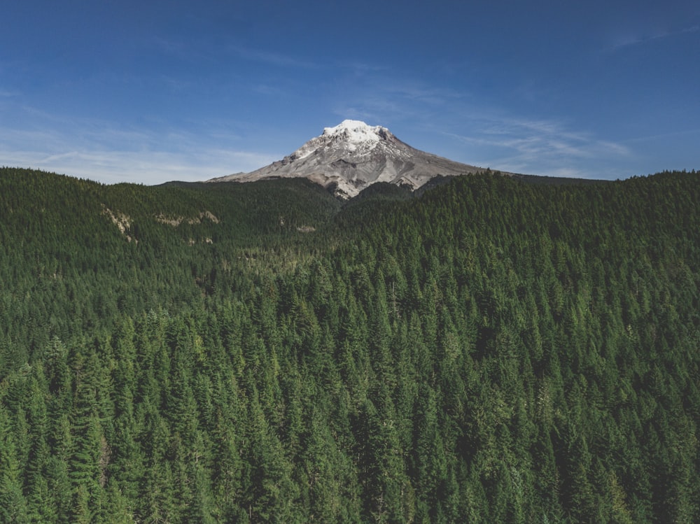 green trees near snow covered mountain under blue sky during daytime