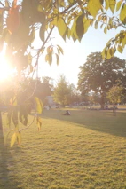 Sunlight filtering through trees over a peaceful community gathering outdoors.