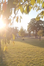 A peaceful spiritual gathering under a large tree with soft sunlight filtering through leaves.