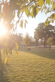 A peaceful spiritual gathering under a large tree with soft sunlight filtering through leaves.
