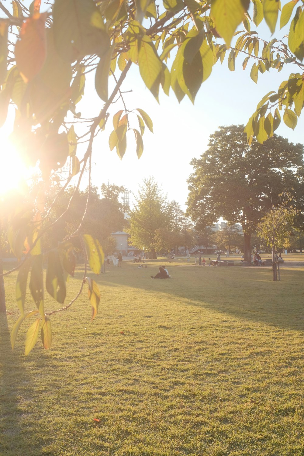 people walking on green grass field during daytime