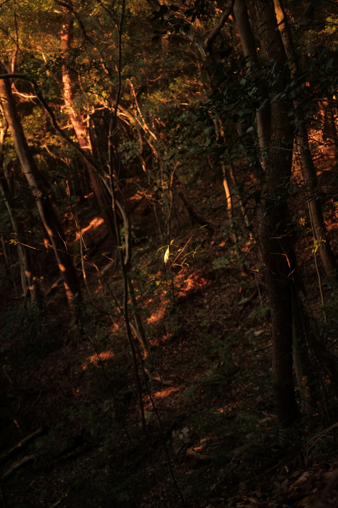 brown and green trees during daytime