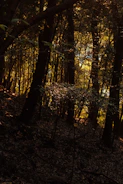 Delicate golden light rays filtering through leaves over a calm forest floor