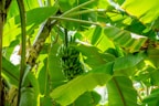 green banana tree during daytime