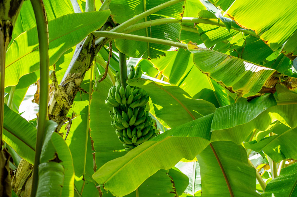Banana Plant Kela India — Every Part Edible Complete Guide