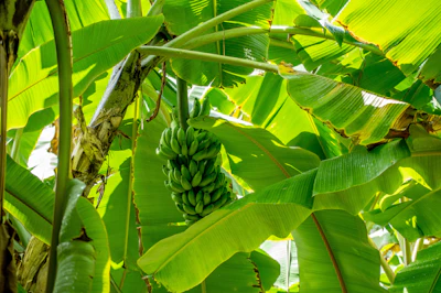Banana Plant Kela India — Every Part Edible Complete Guide