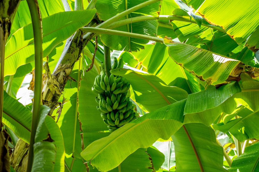 grüner Bananenbaum tagsüber
