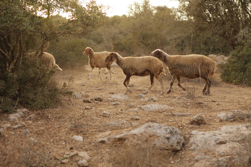 herd of sheep on brown field during daytime