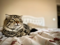 A cozy cat lounging on a soft bed surrounded by toys.