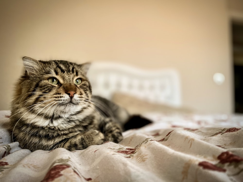 brown tabby cat on white and pink floral textile