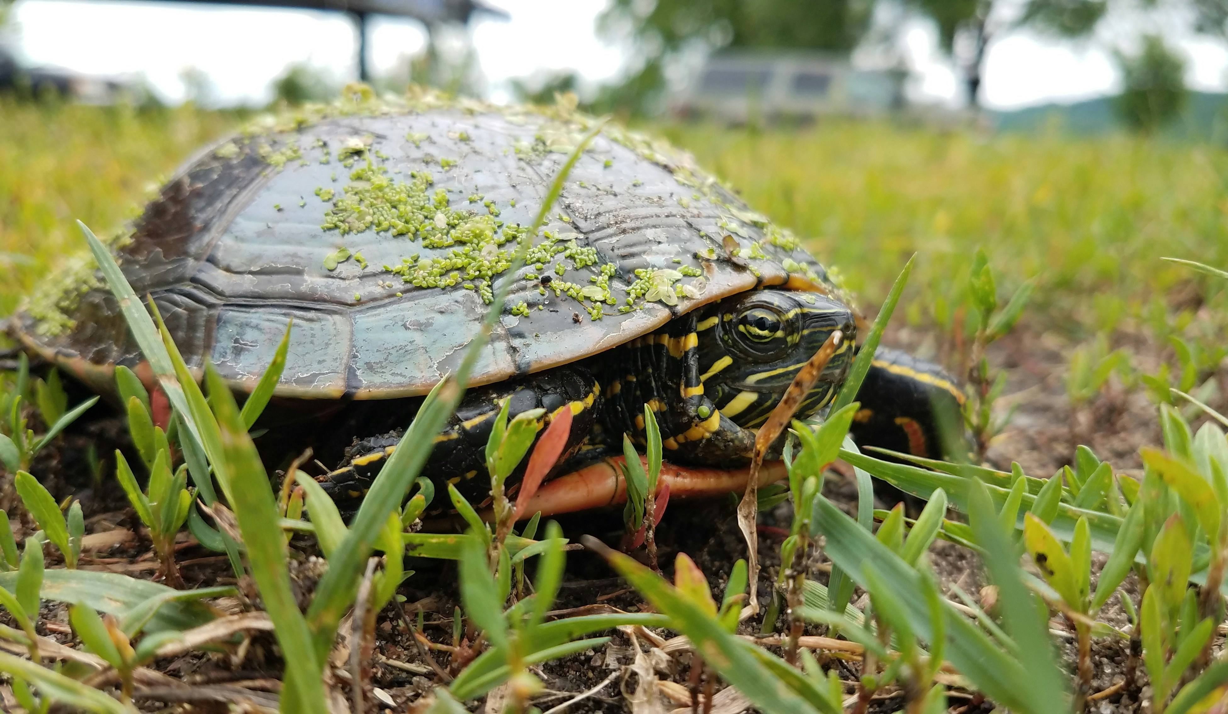 Eco-Friendly Turtle Tee