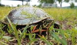 A close-up of a turtle with a dark, textured shell covered in patches of green algae. The turtle is sitting on a grassy area surrounded by small green plants. The environment appears natural, with a blurred background suggesting an outdoor setting.