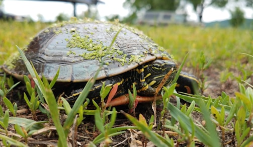A close-up of a turtle with a dark, textured shell covered in patches of green algae. The turtle is sitting on a grassy area surrounded by small green plants. The environment appears natural, with a blurred background suggesting an outdoor setting.