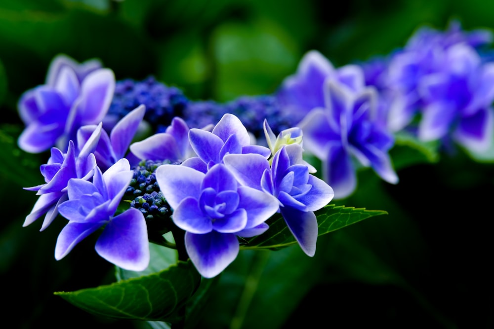 purple flowers in tilt shift lens