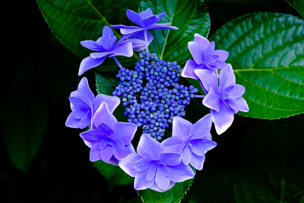 purple flower with green leaves